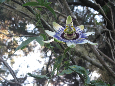 passionflower2